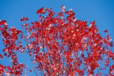 Autumn Maple Leaves 4K Wallpaper · autumn · 3840×2560