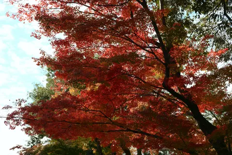 Autumn Maple Leaves 4K Wallpaper · autumn · 3840×2560