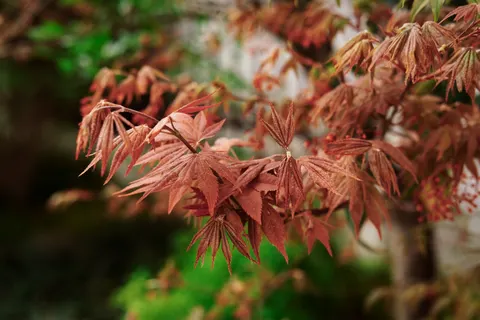 Autumn Maple Leaves 4K Wallpaper · autumn · 3840×2560