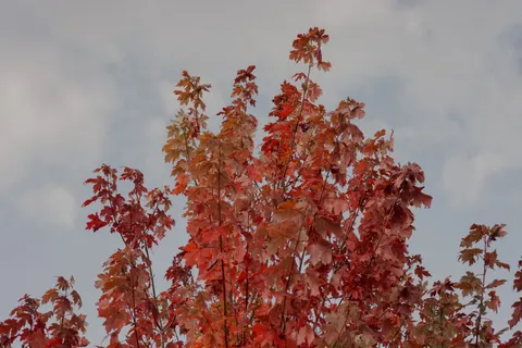 Autumn Maple Leaves 4K Wallpaper · autumn · 3840×2561