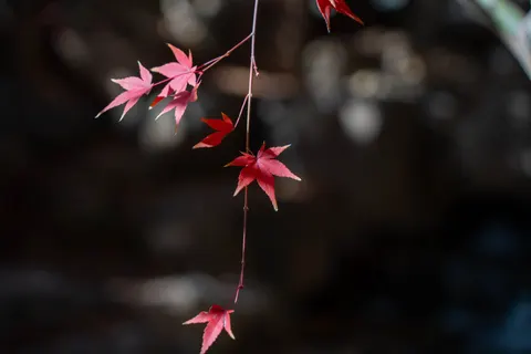 Autumn Maple Leaves 4K Wallpaper · autumn · 3840×2560