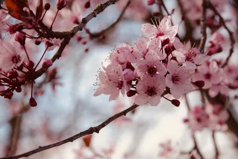 خلفية أزهار الكرز بدقة 4K · nature · 3840×2560