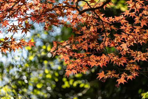 Autumn Maple Leaves 4K Wallpaper · autumn · 3840×2560