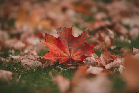 Autumn Maple Leaves 4K Wallpaper · autumn · 3840×2560
