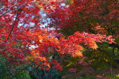 Autumn Maple Leaves 4K Wallpaper · autumn · 3840×2560