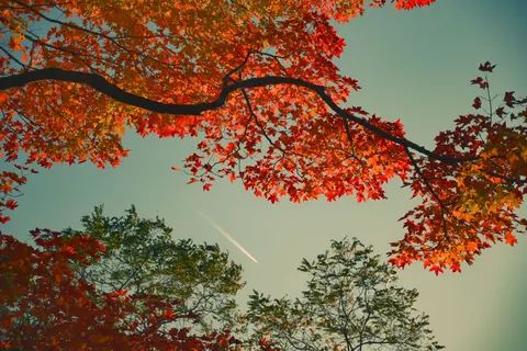 Autumn Maple Leaves 4K Wallpaper · autumn · 3840×2560