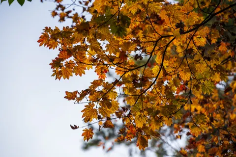 Autumn Maple Leaves 4K Wallpaper · autumn · 3840×2560