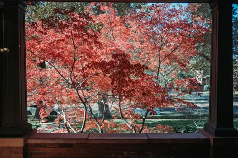 Autumn Maple Leaves 4K Wallpaper · autumn · 3840×2555