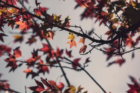 Autumn Maple Leaves 4K Wallpaper · autumn · 3840×2560