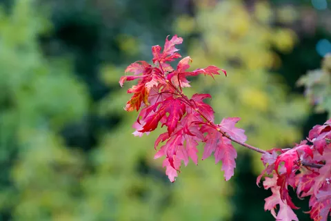 Autumn Maple Leaves 4K Wallpaper · autumn · 3840×2560