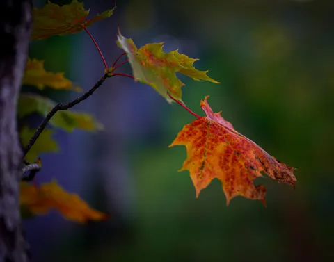 Autumn Maple Leaves 4K Wallpaper · autumn · 3840×3014