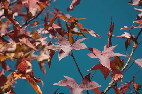 Autumn Maple Leaves 4K Wallpaper · autumn · 3840×2560