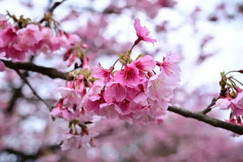 Cherry Blossom 4K Wallpaper · nature · 3840×2563