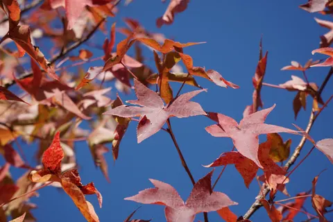Autumn Maple Leaves 4K Wallpaper · autumn · 3840×2560
