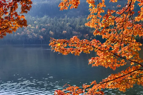 Autumn Maple Leaves 4K Wallpaper · autumn · 3840×2560