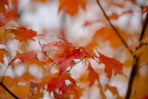 Autumn Maple Leaves 4K Wallpaper · autumn · 3840×2563