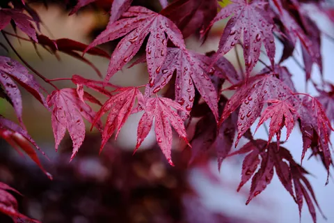 Autumn Maple Leaves 4K Wallpaper · autumn · 3840×2560