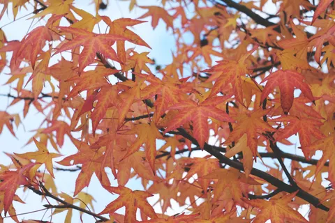 Autumn Maple Leaves 4K Wallpaper · autumn · 3840×2560