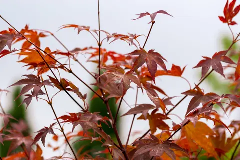 Autumn Maple Leaves 4K Wallpaper · autumn · 3840×2560