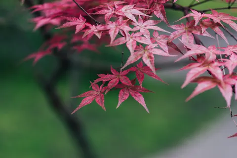 Autumn Maple Leaves 4K Wallpaper · autumn · 3840×2560