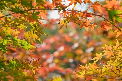 Autumn Maple Leaves 4K Wallpaper · autumn · 3840×2560