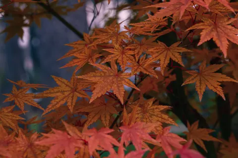 Autumn Maple Leaves 4K Wallpaper · autumn · 3840×2560