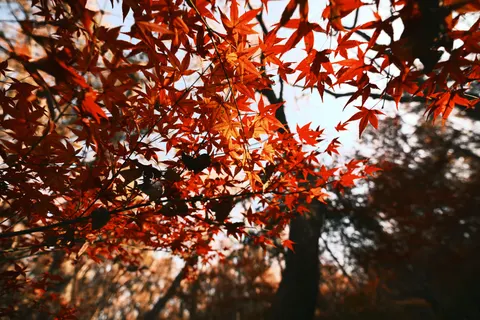 Autumn Maple Leaves 4K Wallpaper · autumn · 3840×2560