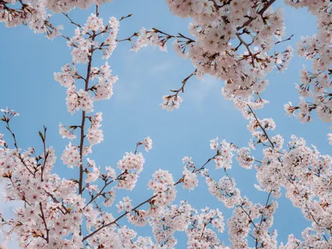 Fond d'écran Fleur de cerisier 4K · nature · 3840×2880