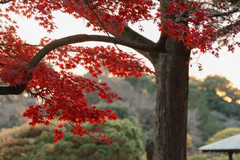 Autumn Maple Leaves 4K Wallpaper · autumn · 3840×2560