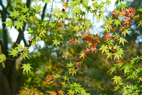 Autumn Maple Leaves 4K Wallpaper · autumn · 3840×2560