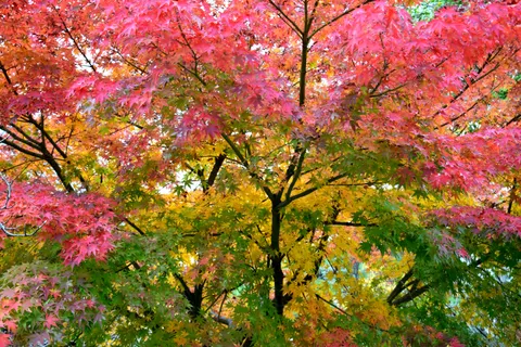 Autumn Maple Leaves 4K Wallpaper · autumn · 3840×2560