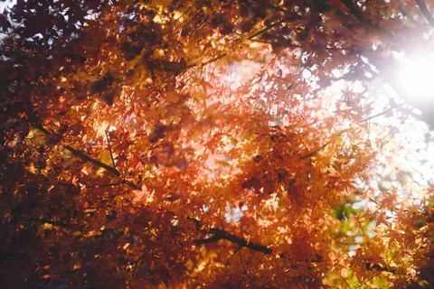 Autumn Maple Leaves 4K Wallpaper · autumn · 3840×2557