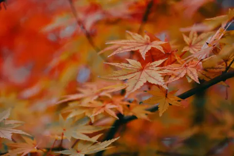 Autumn Maple Leaves 4K Wallpaper · autumn · 3840×2560