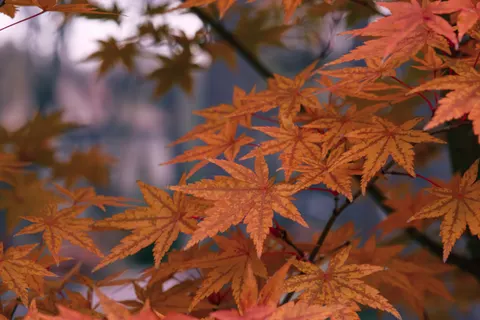 Autumn Maple Leaves 4K Wallpaper · autumn · 3840×2560