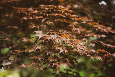 Autumn Maple Leaves 4K Wallpaper · autumn · 3840×2560