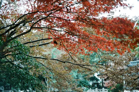 Autumn Maple Leaves 4K Wallpaper · autumn · 3840×2546