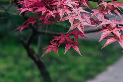 Autumn Maple Leaves 4K Wallpaper · autumn · 3840×2560