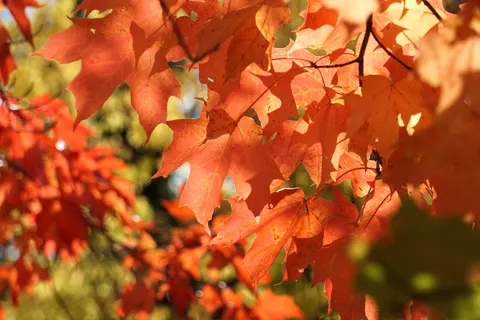 Autumn Maple Leaves 4K Wallpaper · autumn · 3840×2560