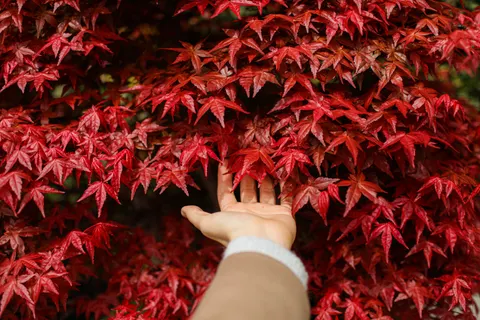 Autumn Maple Leaves 4K Wallpaper · autumn · 3840×2560