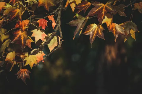 Autumn Maple Leaves 4K Wallpaper · autumn · 3840×2560