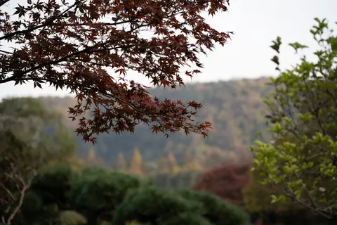 Autumn Maple Leaves 4K Wallpaper · autumn · 3840×2560