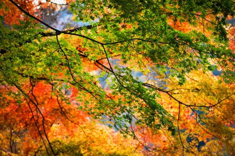 Autumn Maple Leaves 4K Wallpaper · autumn · 3840×2560