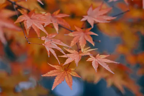 Autumn Maple Leaves 4K Wallpaper · autumn · 3840×2560