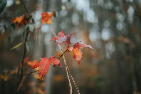 Autumn Maple Leaves 4K Wallpaper · autumn · 3840×2560