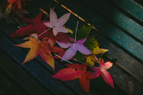 Autumn Maple Leaves 4K Wallpaper · autumn · 3840×2560