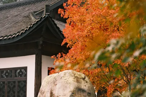 Autumn Maple Leaves 4K Wallpaper · autumn · 3840×2560