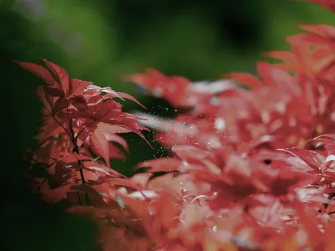 Autumn Maple Leaves 4K Wallpaper · autumn · 3840×2883