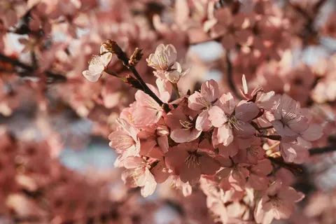 Fond d'écran Fleur de cerisier 4K · nature · 3840×2560