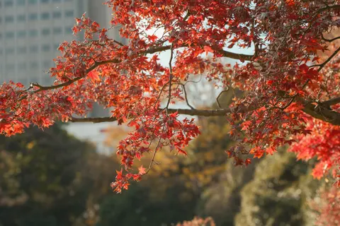 Autumn Maple Leaves 4K Wallpaper · autumn · 3840×2560