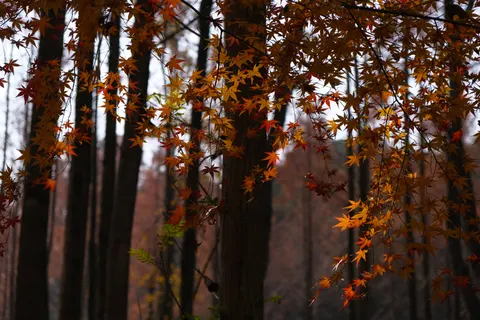 Autumn Maple Leaves 4K Wallpaper · autumn · 3840×2560